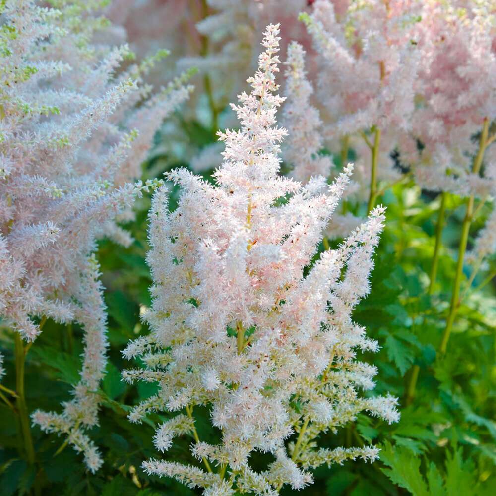 Astilbe 'Milk & Honey'